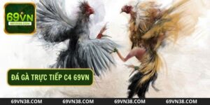 Vì Sao Đá Gà Trực Tiếp C4 Được Cộng Đồng Mê Mẩn Đến Vậy?