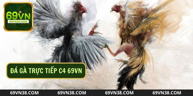 Vì Sao Đá Gà Trực Tiếp C4 Được Cộng Đồng Mê Mẩn Đến Vậy?